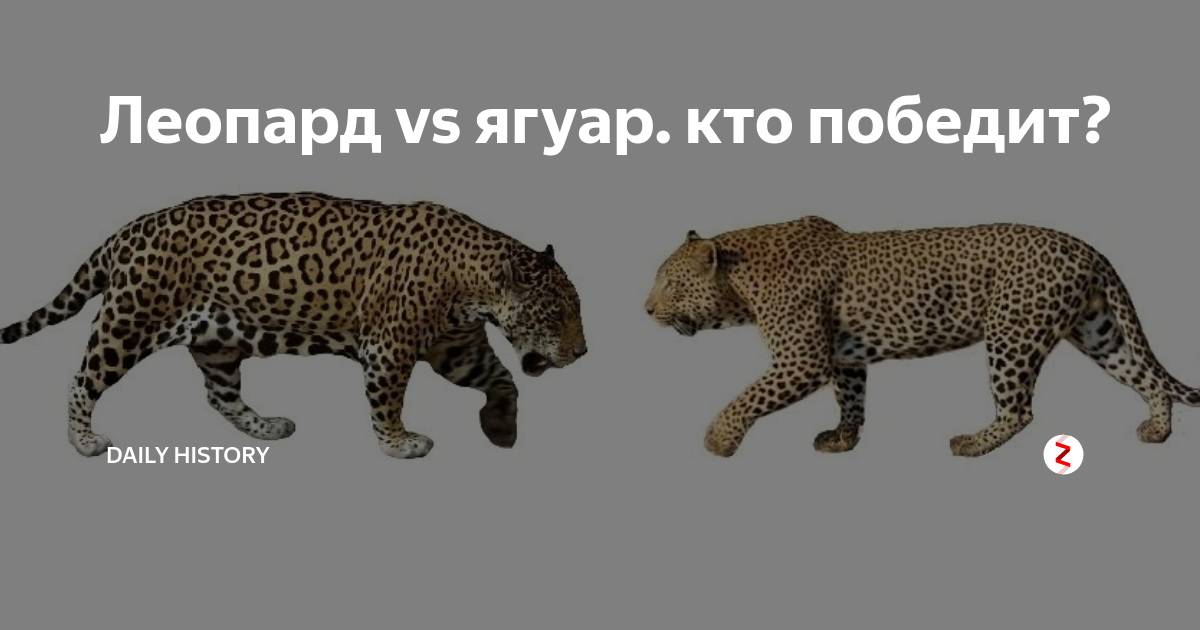 Кто сильнее леопард или ягуар. Леопард vs Ягуар. Ягуар и леопард отличия. Ягуар против леопарда. Ягуар или леопард сильнее.