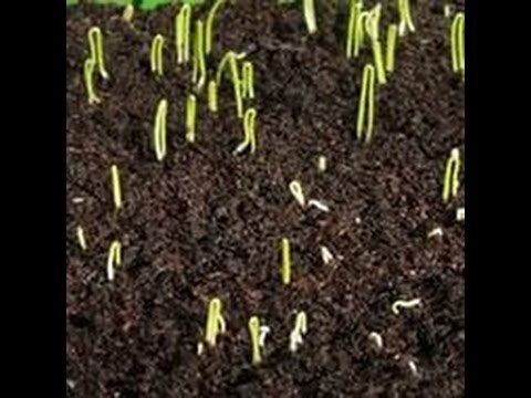 "Петельки" всходов