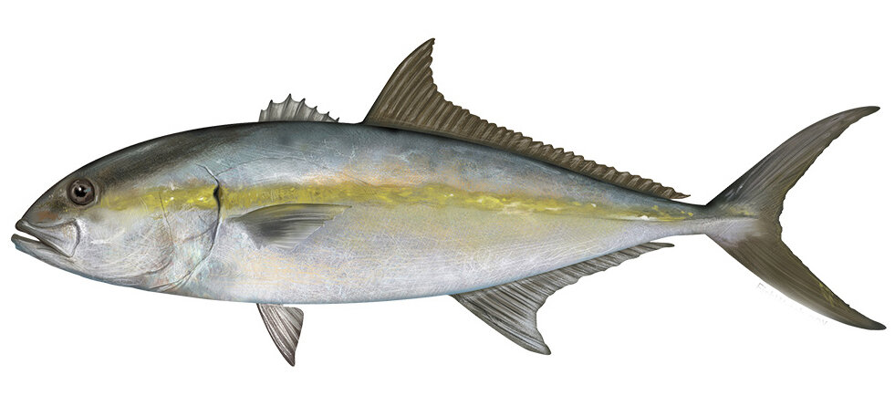 Seriola dumerili