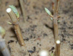 Наиболее оптимальной для укоренения считают температуру от 20 до 22 градусов. Сам процесс занимает примерно 1,5 месяца. Ускорить его можно путем применения стимуляторов, которыми нужно обработать срез. В размножении комнатного жасмина отводками также нет ничего сложного. Это также достаточно популярный вариант. Все дело в том, что прикапывать отводки можно в течение всего летнего периода.