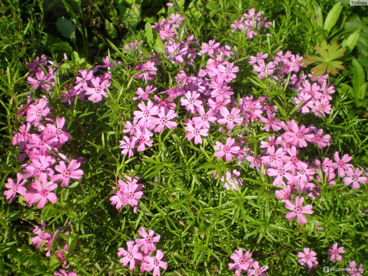 Цветы и листочки флокса