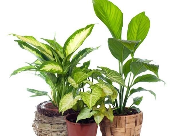 Чем подкормить комнатные растения – выбираем идеальные удобрения для цветов на подоконнике