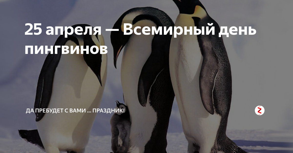 25 апреля. Всемирный день пингвинов. Всемныйдень пингвинов. Всемирныйсдень пингвинов. Всемирный день пингвинов 25 апреля.