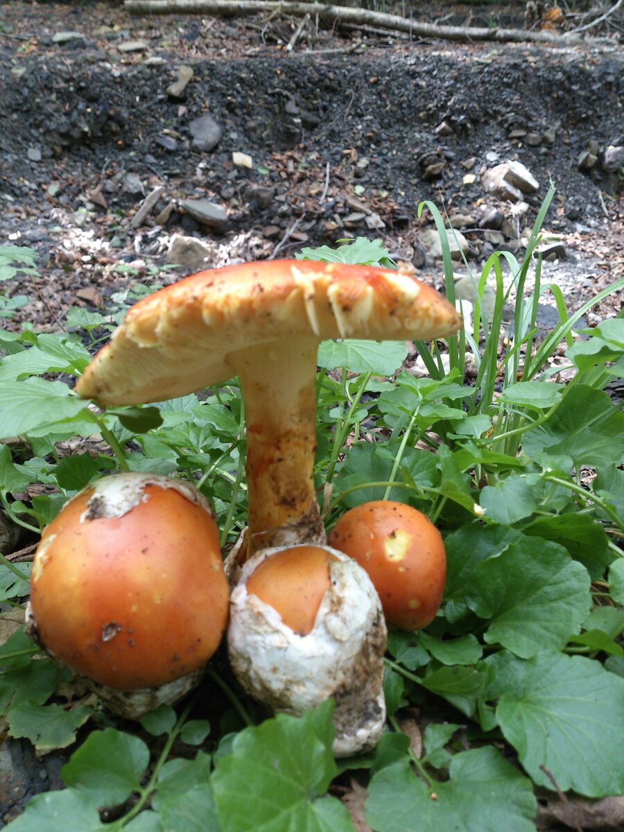 Цезарев мухомор