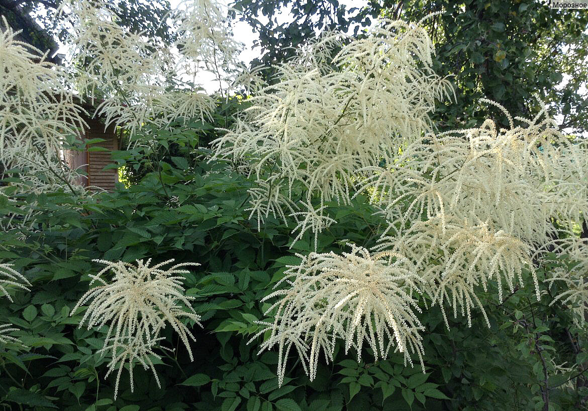 Волжанка двудомная (Aruncus dioicus)