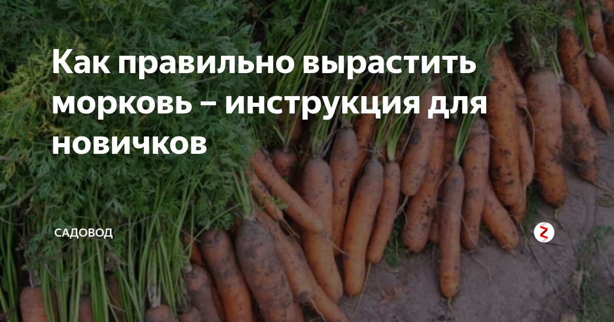 Бизнес план по выращиванию моркови