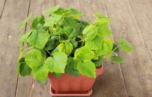 Тыквенные семена можно высаживать сразу в открытый грунт либо прорастить и высадить уже в виде рассады. Семена в открытый грунт начинают высаживать, когда температура верхнего слоя почвы (около 10 см) достигнет 10-12 °С или 12-13 °С для мускатных сортов.