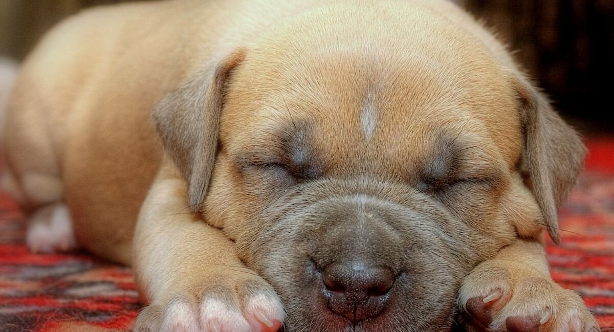 источник: million-wallpapers.ru