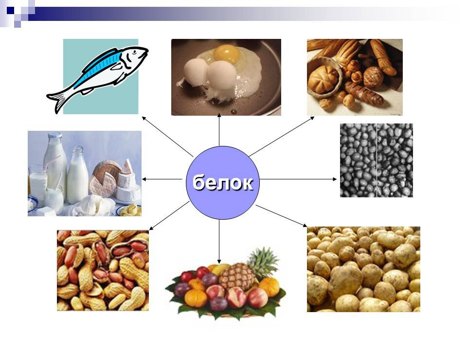 Белки применение. Белки в природе химия. Белки в организме человека. Белки нахождение в природе химия. Нахождение белков в природе химия.