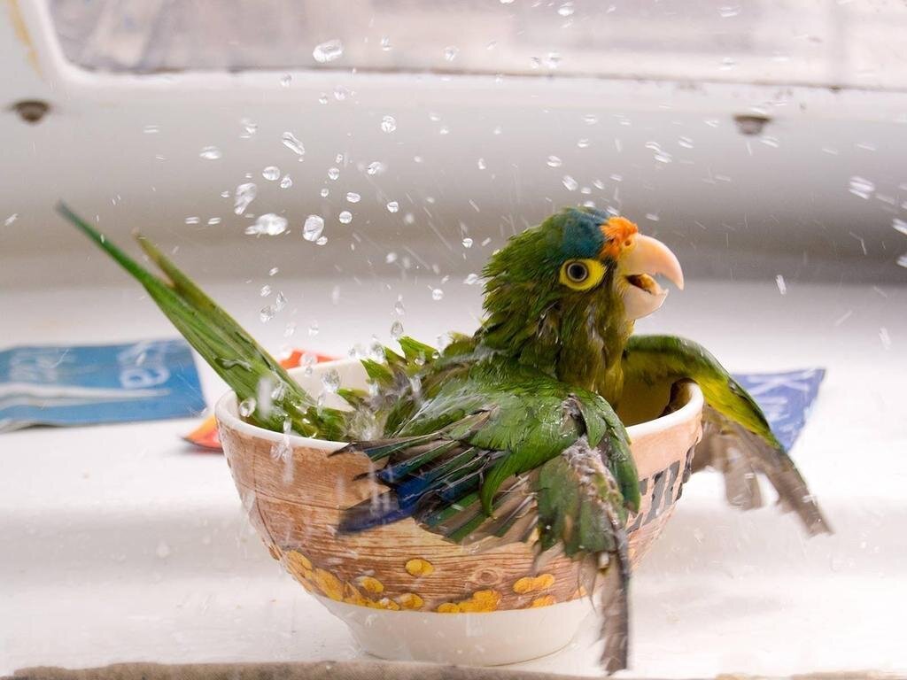 фото из интернета.