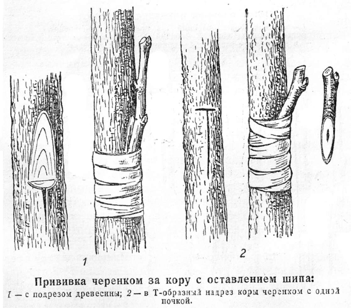 Способы прививки яблонь весной