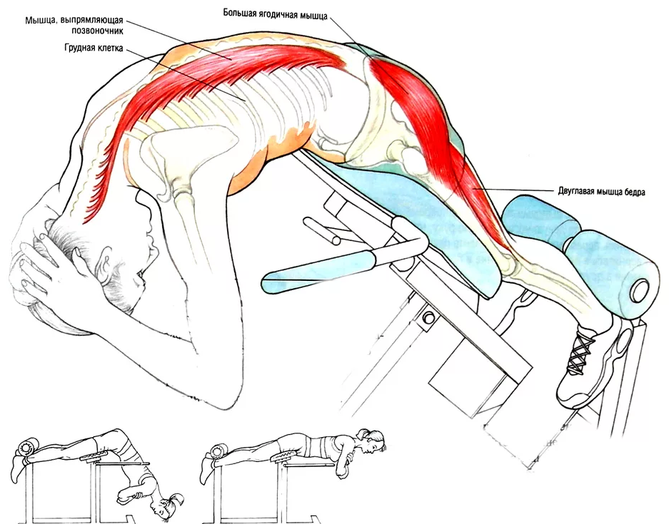 Как укрепить мышцы поясницы в тренажерном зале