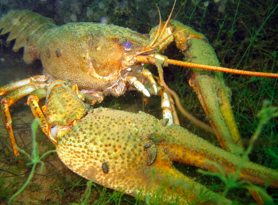 В какой воде водятся раки. Astacus Leptodactylus. Речноей Раакк. Ракообразные. Пресноводные рачки.