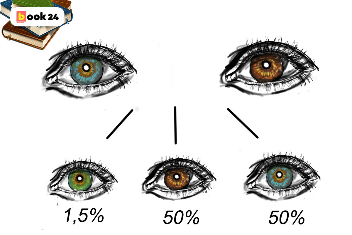 Схема цвет глаз у родителей и детей