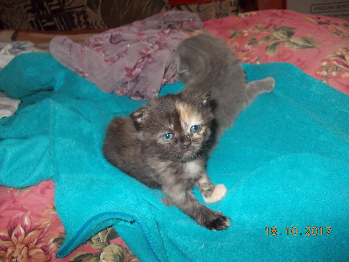 Пеструшка с братишкой