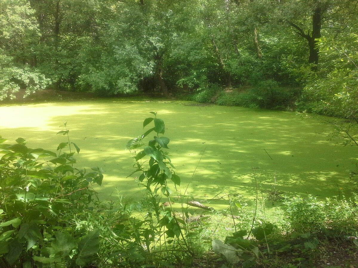 Заброшенный пруд. Заброшенный пруд в лесу. Заброшенное озеро в лесу. Зеленый водоем.