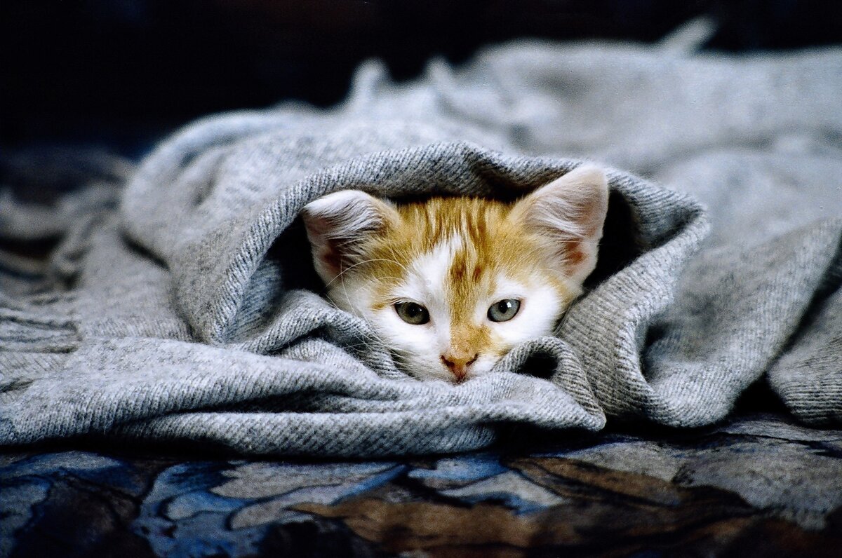 Таким его принесли дети..из бомжарской семьи..первое фото. У него была такая смышленая мордочка!