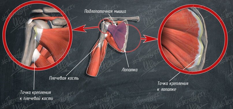 Двуглавая мышца плеча точки крепления