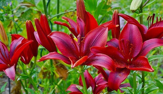 Купленную летом лилию сажайте сразу на постоянное место, она прекрасно приживется.