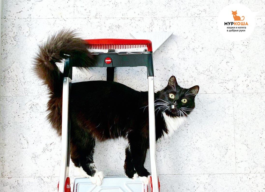 Пятьдесят первый, ПРАЗДНИЧНЫЙ, привет из дома от кота Дартаньяна (теперь Дарти), который уехал из приюта домой 17 января 2017 года (номер 2357).