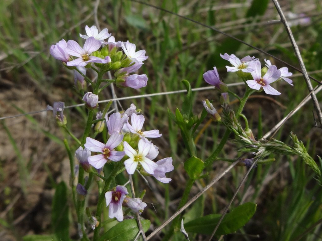 13.04.2017 г. Ставропольский край, ст. Курская,  долина р. Куры /Чёточник скученный