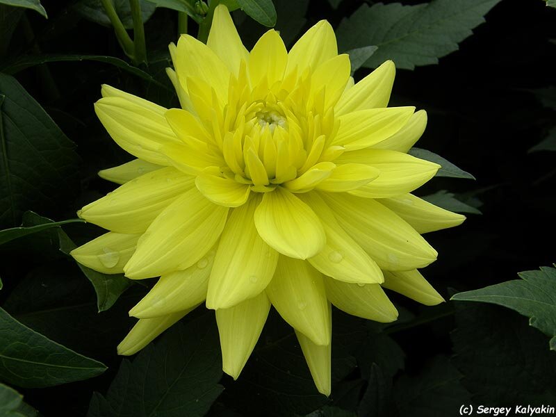 Георгин Aggerperle