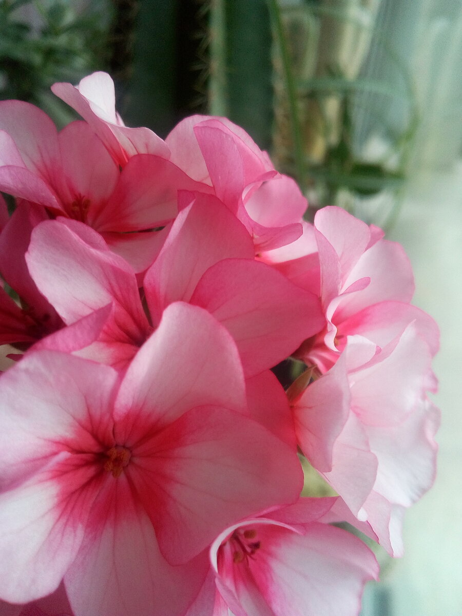 Герань в этом году решила меня порадовать к 8 марта!