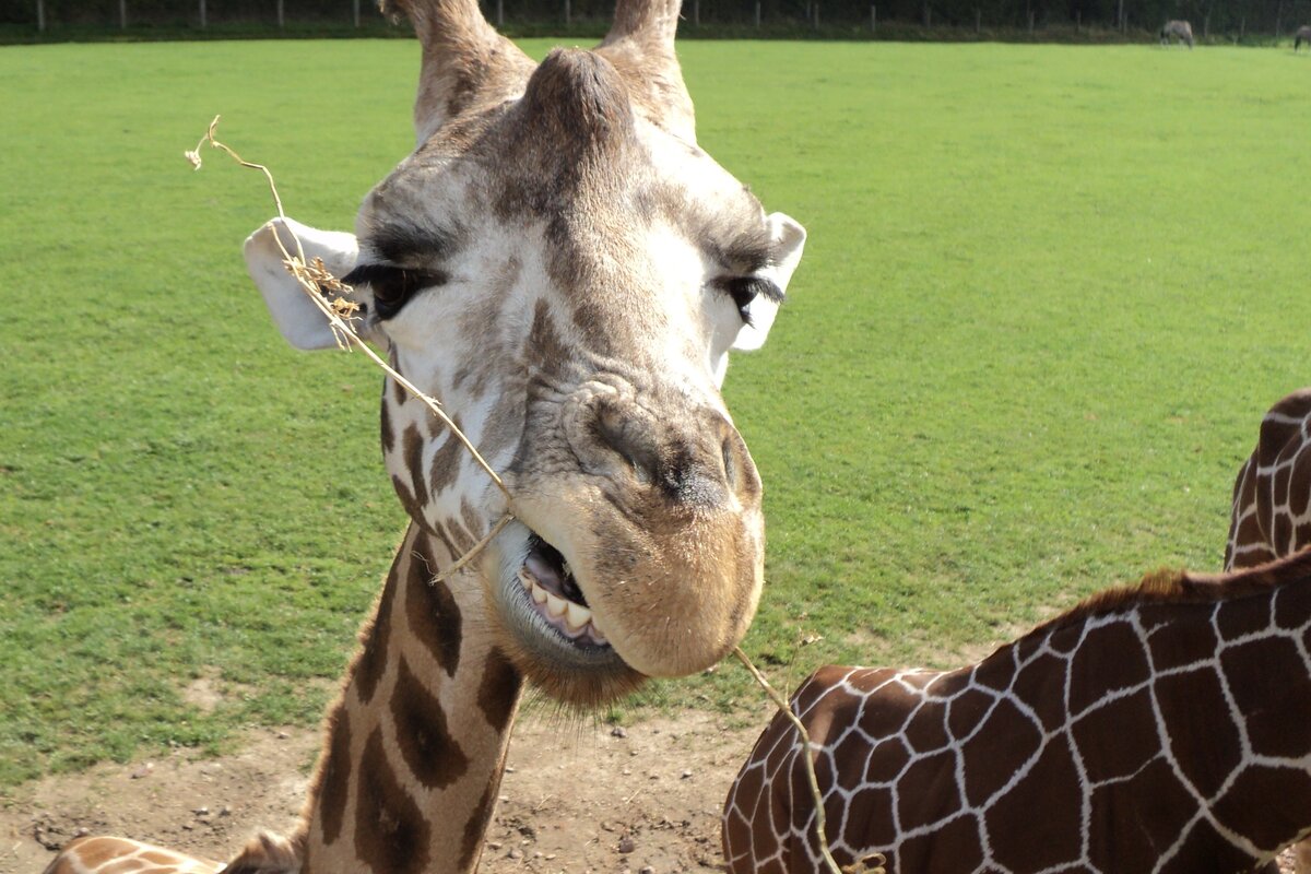 Мир детей, общающихся с животными богаче, эмоциональнее и разнообразнее