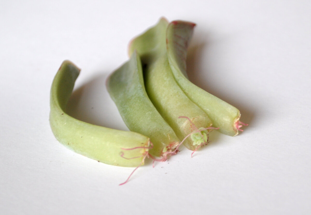 Отломанные при пересадке листочки через две недели уже дали корешки