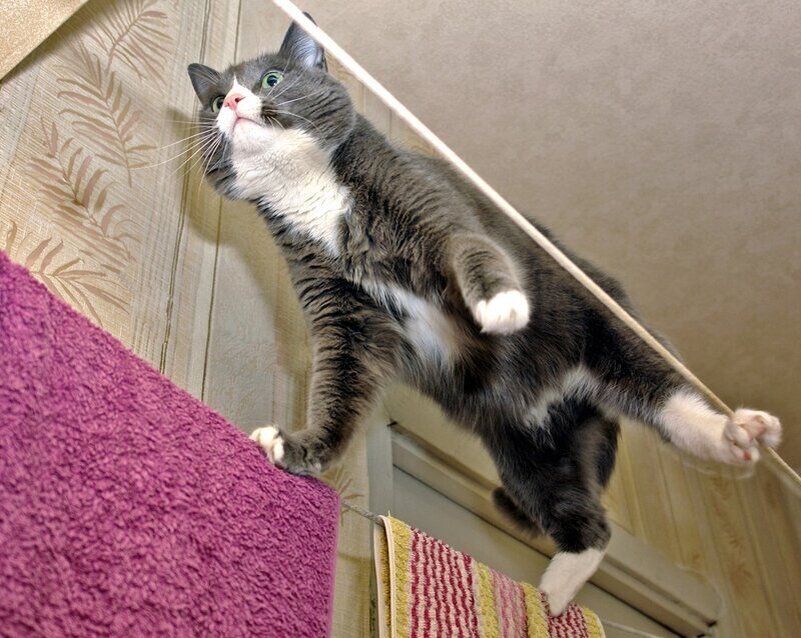 Василий - канатоходец