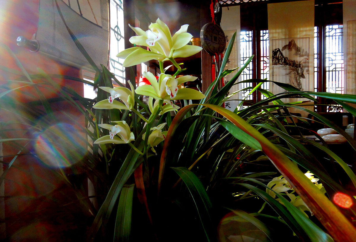 Дневник послушницы дзен храма "У Вэй" (Китай)