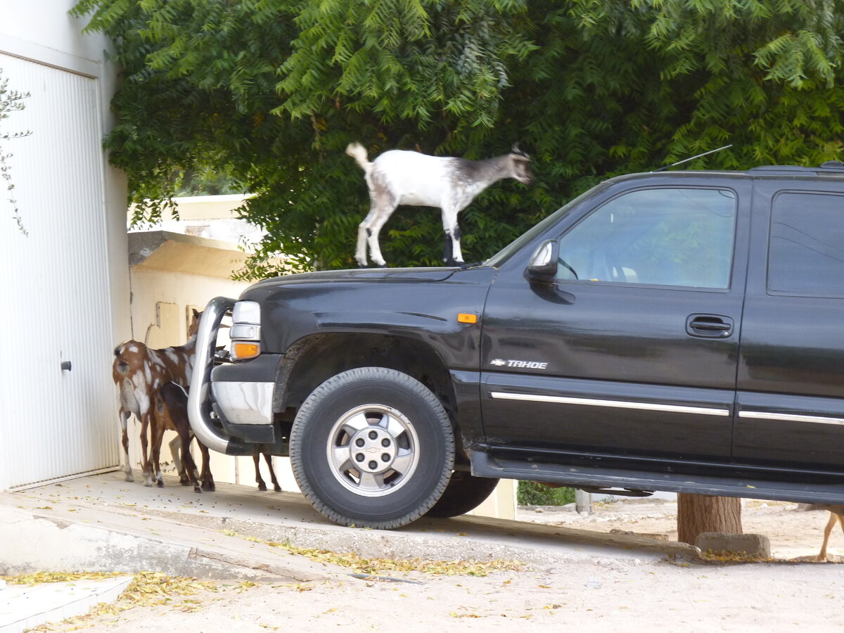Одна из особенностей Мавритании, а одновременно и угроза твоему автомобилю, укрытому от палящих солнечных лучей в тени акации, - это козы, бродящие свободно по городу в поисках пищи.
