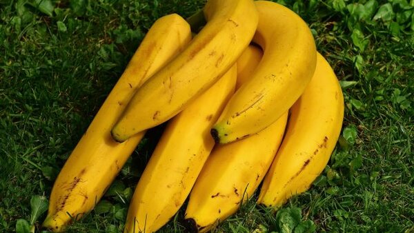 Что будет, если часто и помногу есть бананы?