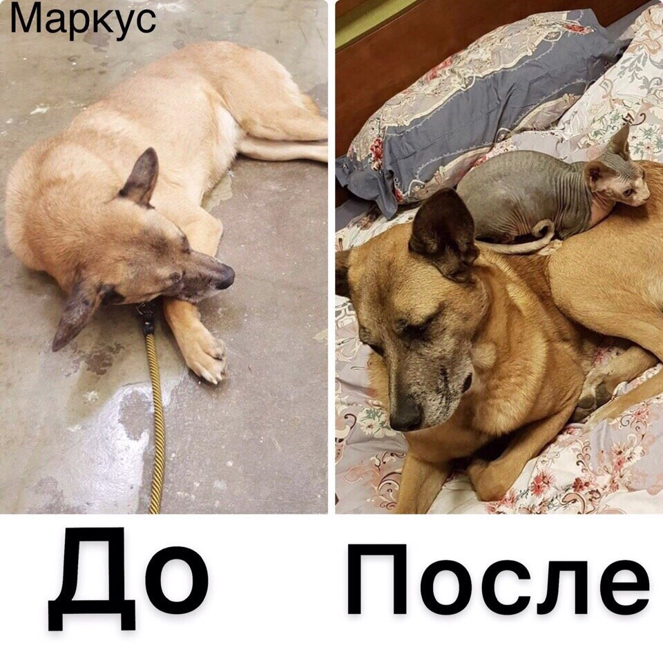 Маркус