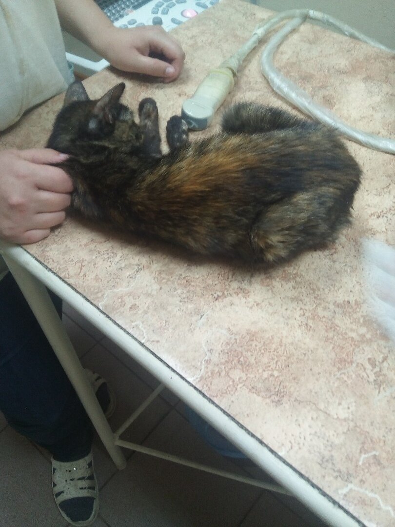 Лечение и ветуслуги самые неподъемные статьи для приютов | Блог #Мими ...