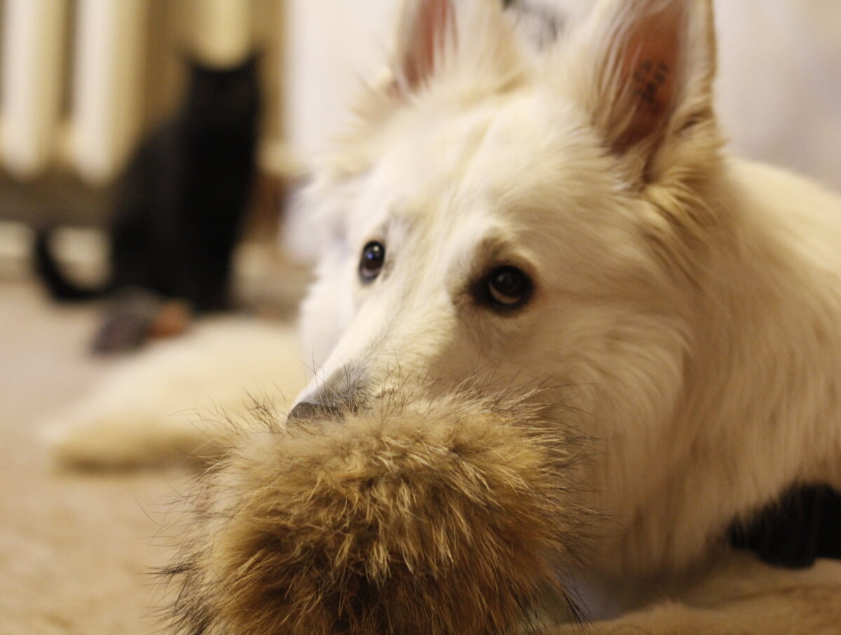 герой нашей программы - Линда - белая швейцарская овчарка