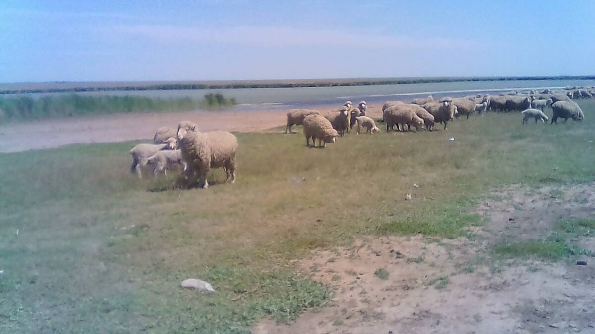 На днях ездили на рыбалочку на маныч, пару часов искали место так как воды очень мало,  жара ужас, одни барашки да коровы. 