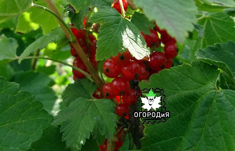 Спасенная красная смородина 2 июля 2019 г. 
