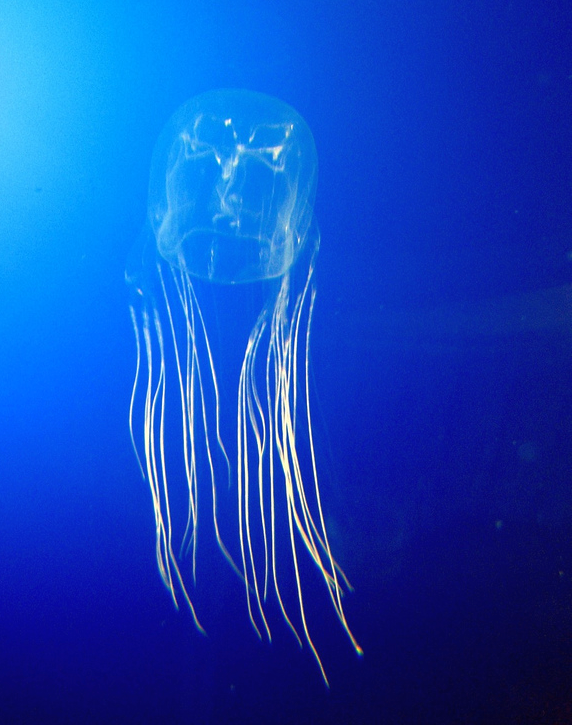 Как выглядят самые опасные медузы в мире Jellyfish drawing, Jellyfish facts, Jellyfish photography