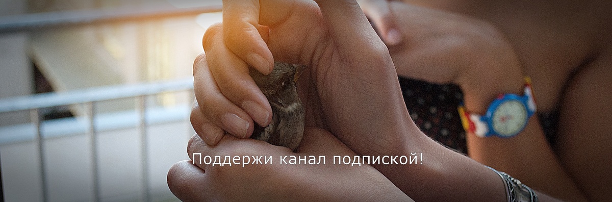 И оставляйте мнение в комментариях!