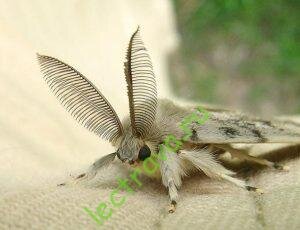  Тутовый шелкопряд