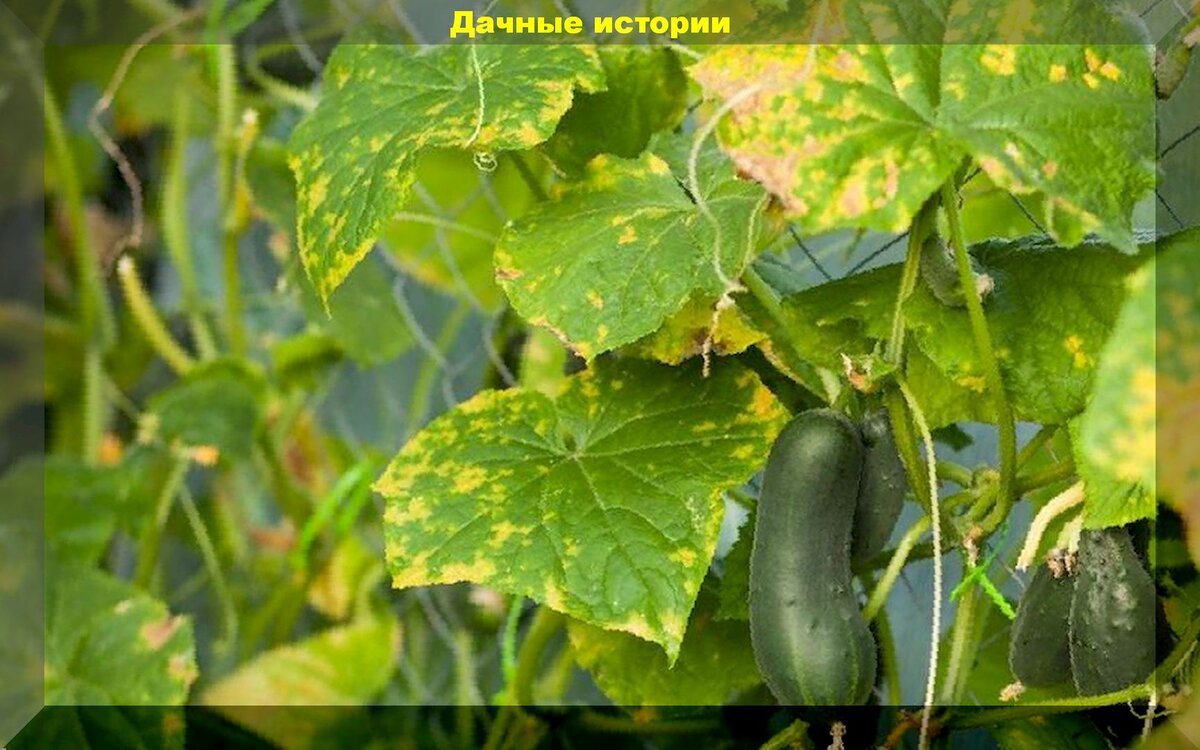 https://vk.com/photo-159774511_457242186