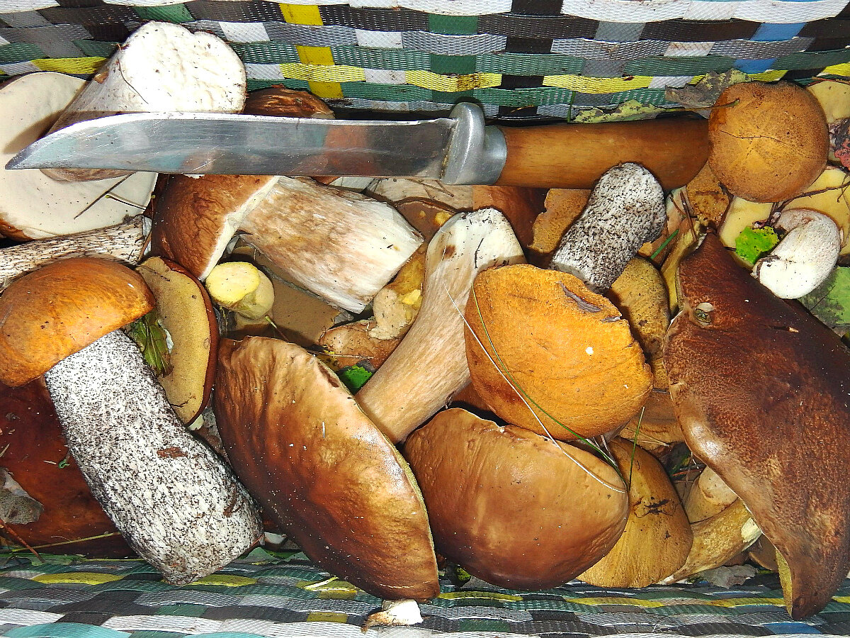 Лесные трофеи