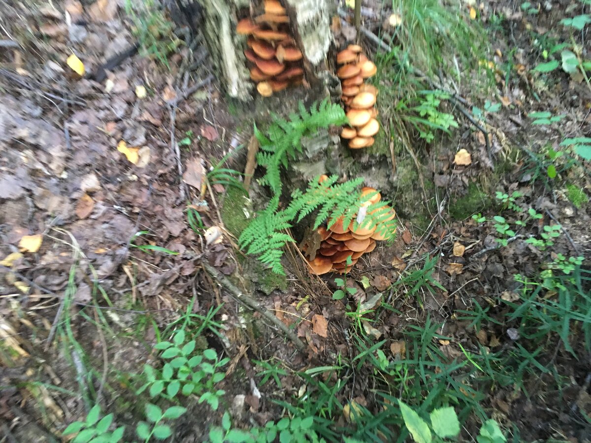 Летние березовые опята (срезаем только шляпки)