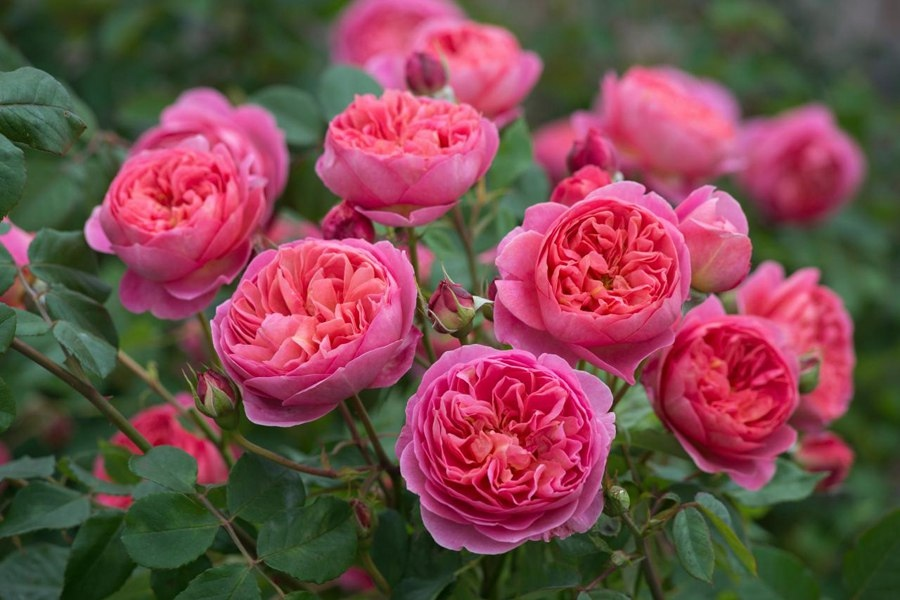 Розы Дэвида Остина (55 фото): названия и описания остинских роз, лучшие новые сорта для Сибири и других регионов