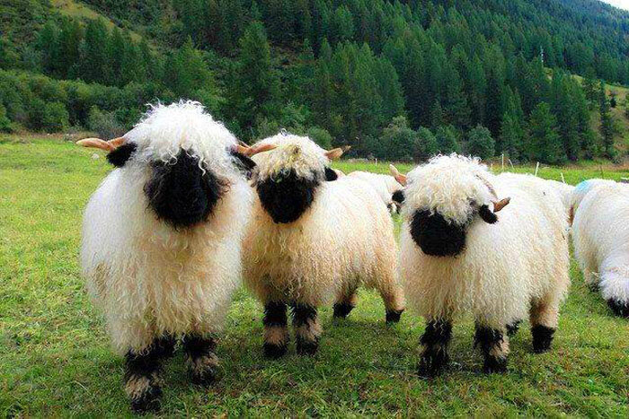 

Черноносые овечки из Швейцарии.
Черноносые овцы разделили Интернет на два лагеря: одни уверяют, что милее животных просто не существует, другие говорят, что эти овечки такие жуткие, что видимо их кто-то специально создал, насмотревшись мультфильмов. На самом деле это совершенно реальные овечки, родина которых находится в Швейцарии.