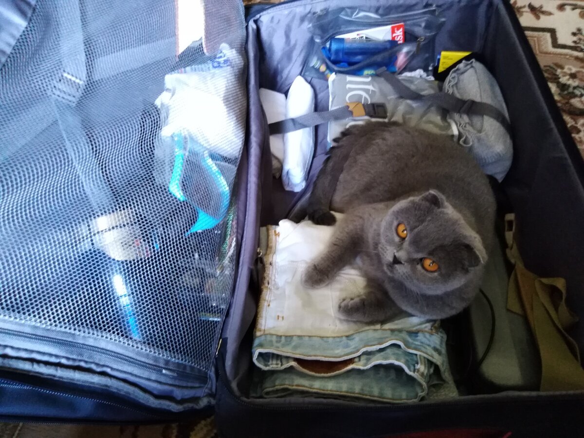 Киса тоже хочет на море