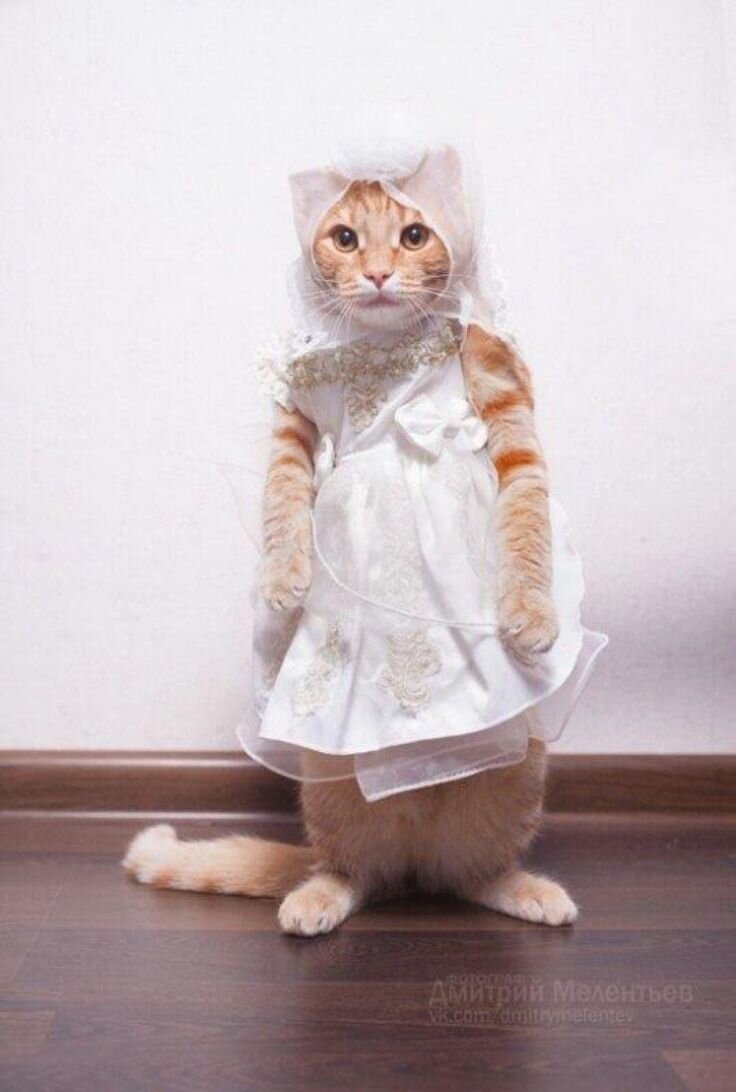 Фото:Яндекс