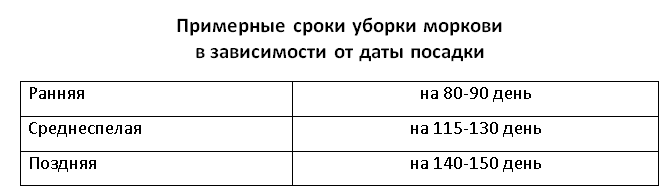 Сроки уборки ранней, среднеспелой и поздней моркови