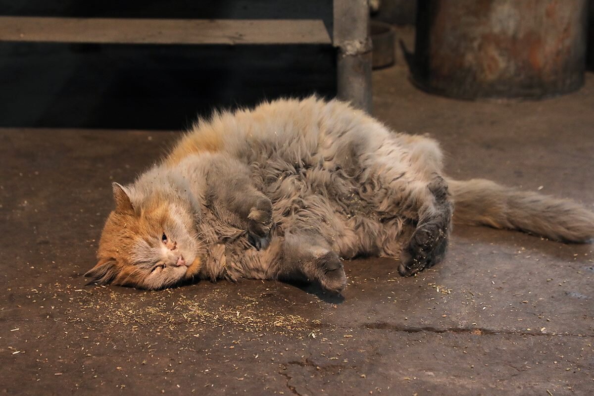 К чему снятся бездомные котята. Грязный кот. Грязный рыжий кот. Чумазые коты.